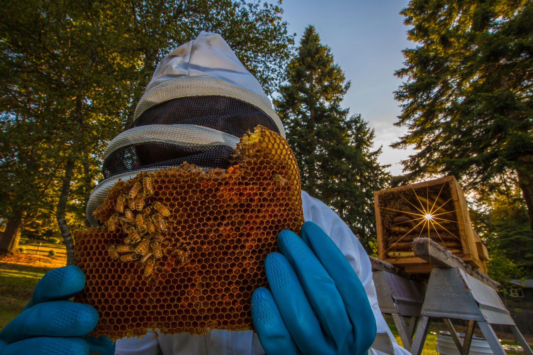 TheBeeKeeper